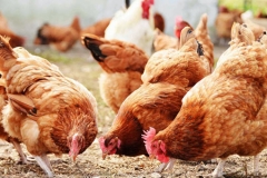 Pakistan Poultry Association